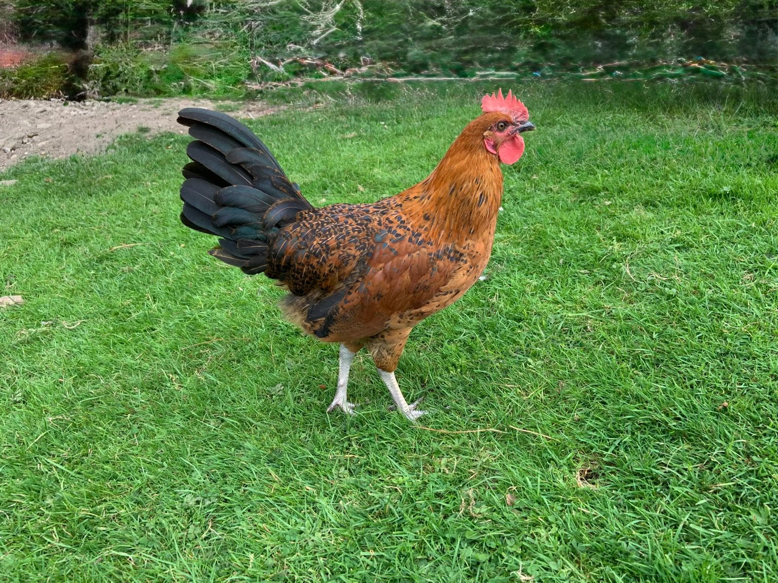 Pepper the cockerel